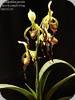 Paph. parishii x lowii